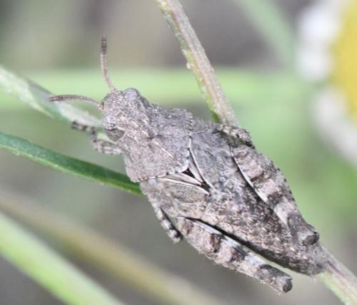 Réf. 346 507 : Oedipoda caerulescens caerulescens